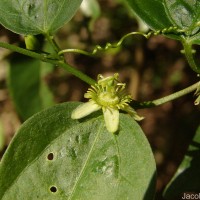 Passiflora suberosa L.